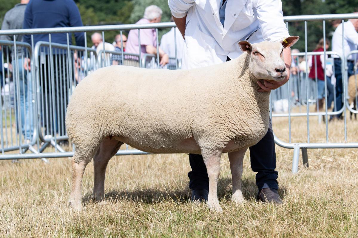 Inter-breed sheep champion was the Charollais from the Ingram family Ref:RH010822031  Rob Haining / The Scottish Farmer...