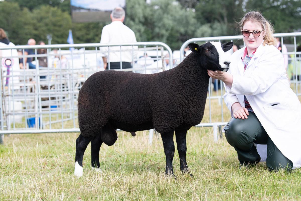Sammy Stewart's ram lamb stood champion in the Zwartbles Ref:RH010822027  Rob Haining / The Scottish Farmer...