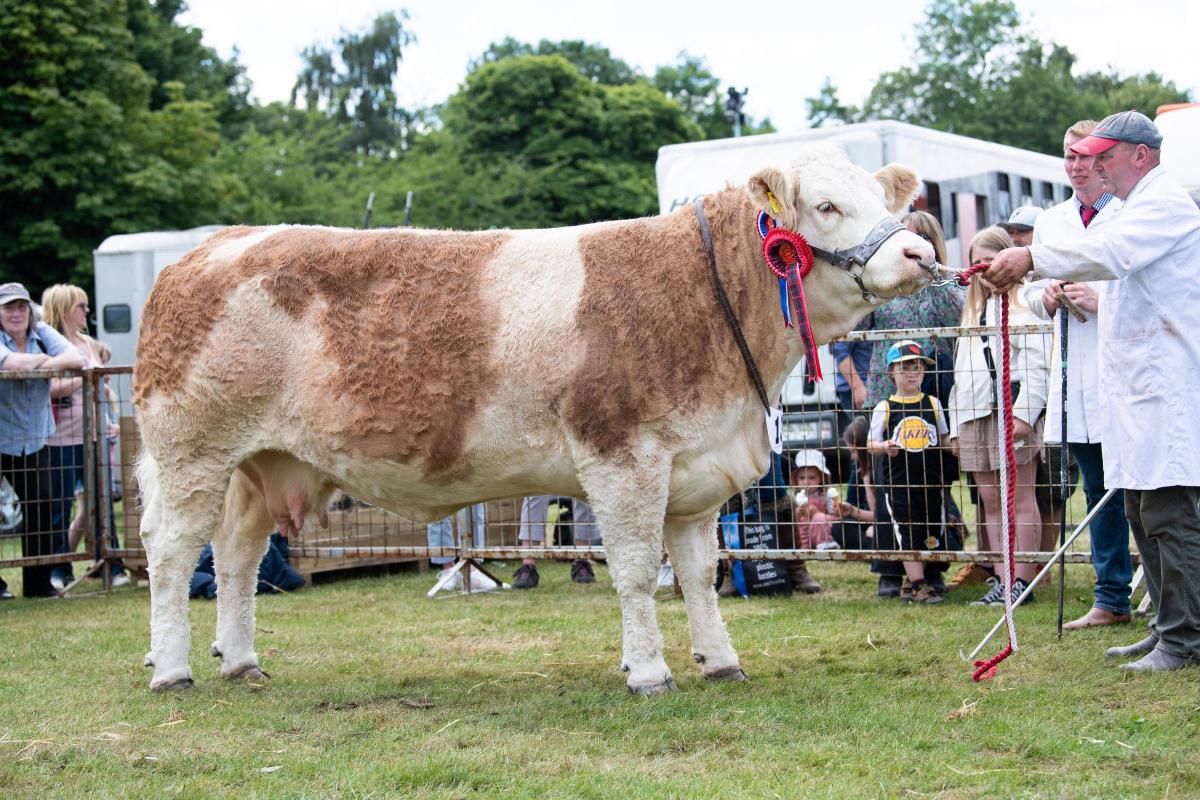 Simmental cow from Michael Durno stood champion  Ref:RH010822044  Rob Haining / The Scottish Farmer...