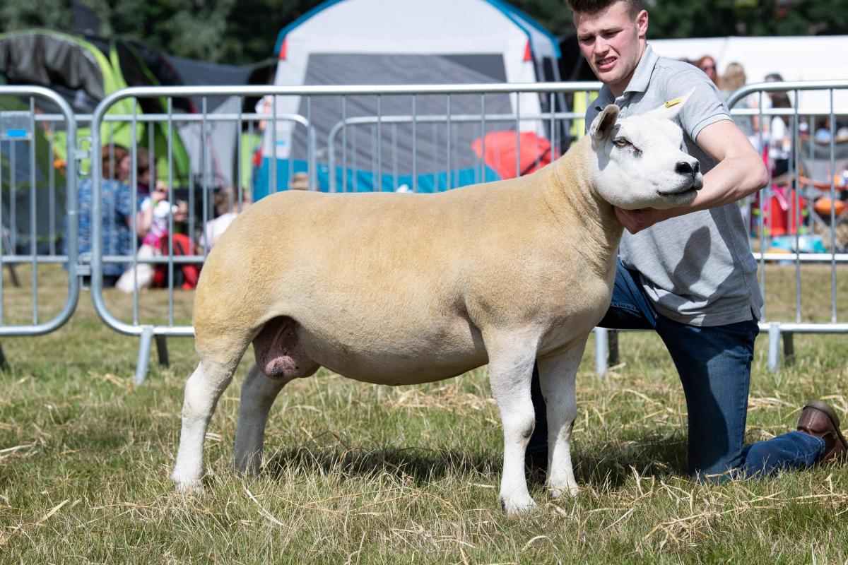 Texel champion was the ewe from the Knox family Ref:RH010822034  Rob Haining / The Scottish Farmer...