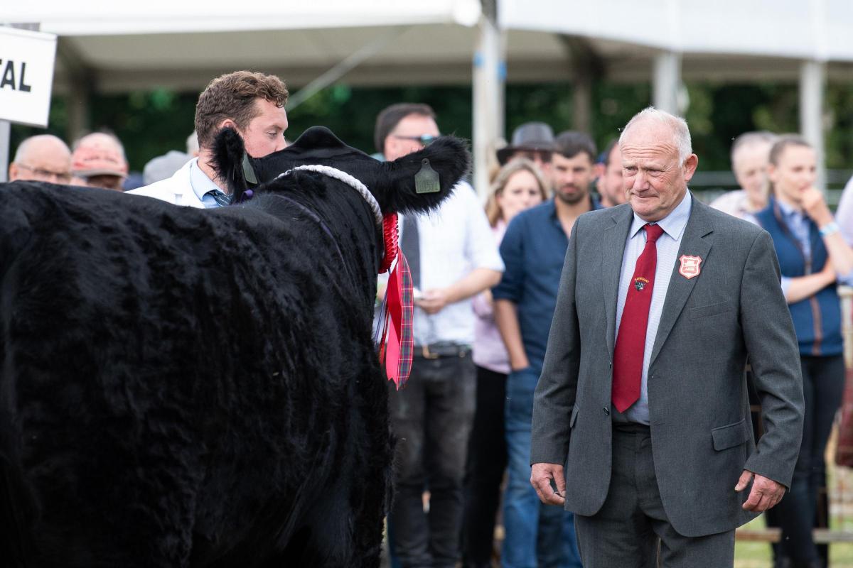 Tom Arnott takes a look at Mark Wattie's Aberdeen Angus cow, which he later taps out overall inter-breed cattle champion  Ref:RH010822043  Rob Haining / The Scottish Farmer...