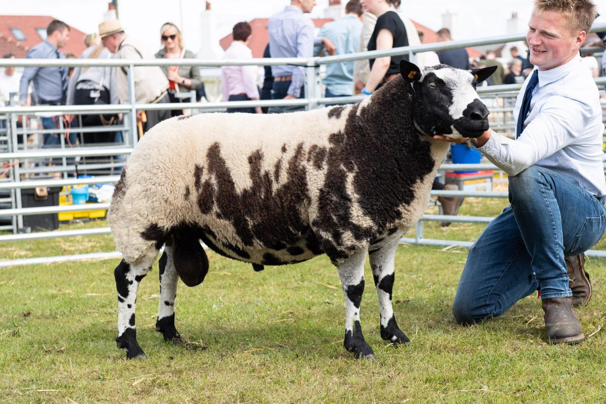 AOB continental champion was the Dutch spotted ram from M and R McCornick  Ref:RH270722044  Rob Haining / The Scottish Farmer...