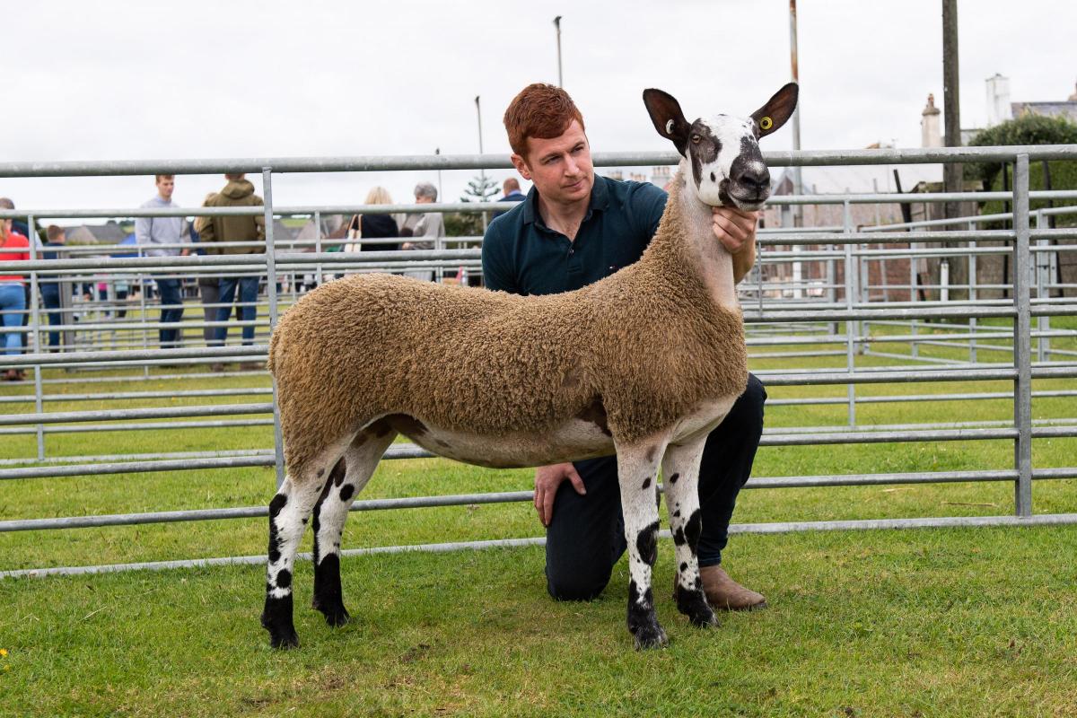 Blue Faced Leicester champion was from Andrew McQuistin Ref:RH270722032  Rob Haining / The Scottish Farmer...
