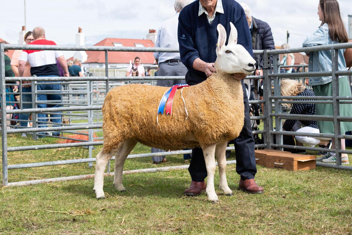 Border Leicester champion was from W and T Nelson Ref:RH270722046  Rob Haining / The Scottish Farmer...