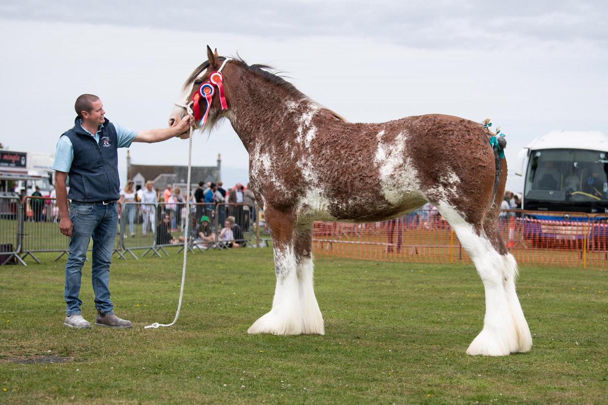 Burgess Outon Miracle stood overall Clydesdale champion for Colleen Marshall Ref:RH270722062  Rob Haining / The Scottish Farmer...