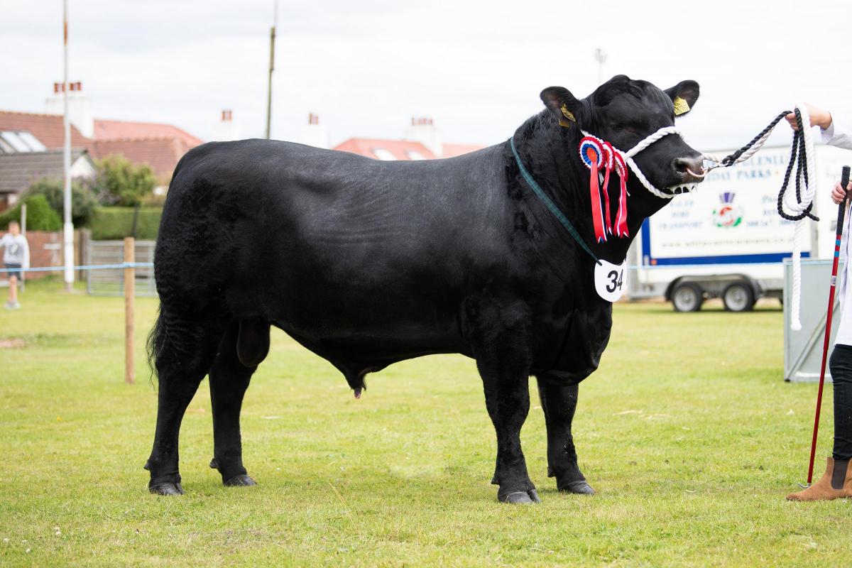 Native Beef Breeds champion was the Aberdeen Angus from Martin McCornick Ref:RH270722055  Rob Haining / The Scottish Farmer...