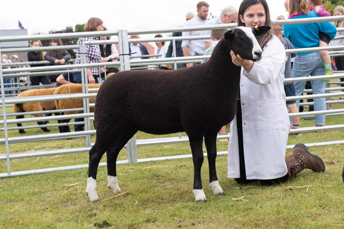 Rebecca Torbet's ewe lamb stood Zwartbles champion Ref:RH270722034  Rob Haining / The Scottish Farmer...