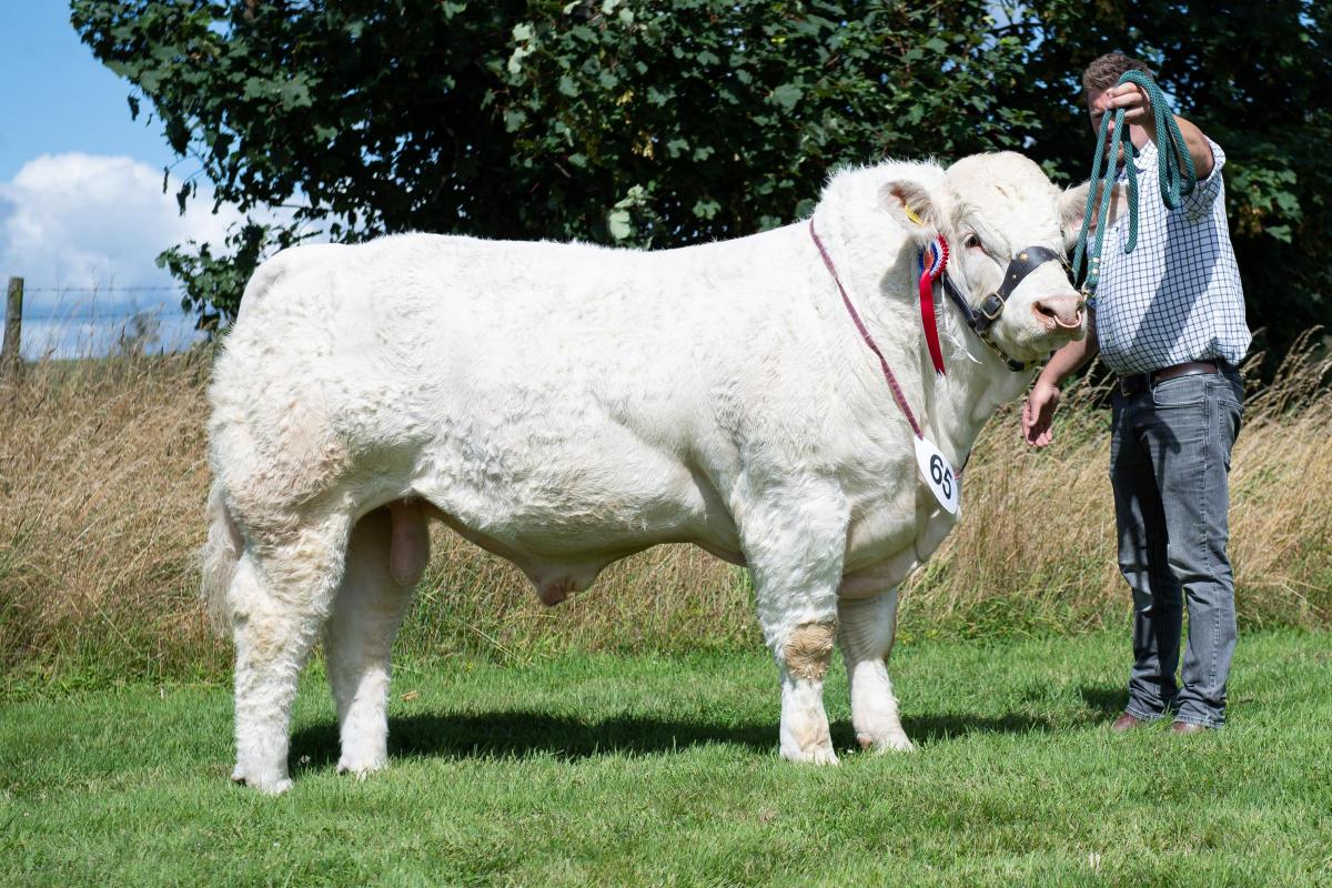Any other breed champion was the Charolais from the McCornicks Ref:RH040822040  Rob Haining / The Scottish Farmer...