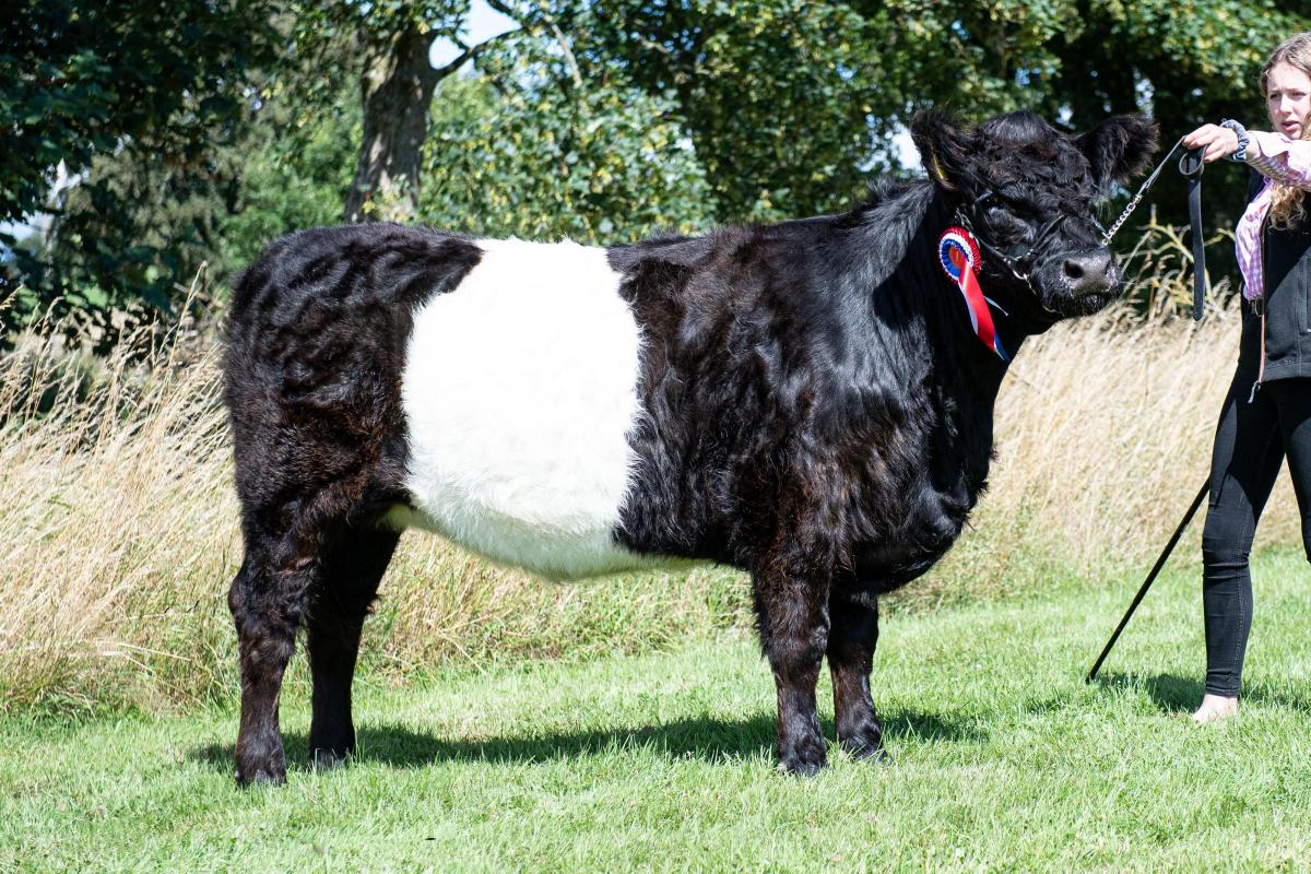 Belted Galloway champion was from D and K Keiley Ref:RH040822041  Rob Haining / The Scottish Farmer...