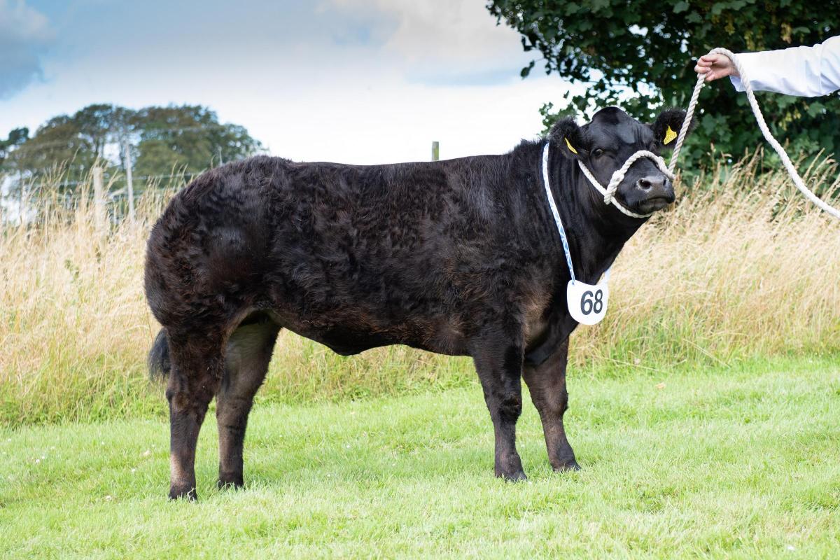 Commercial cattle champion was from C and K Wright  Ref:RH040822039  Rob Haining / The Scottish Farmer...