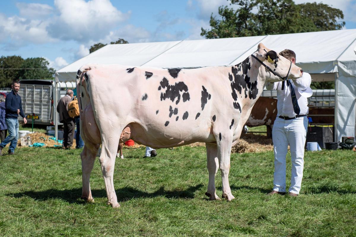 Holstein champion was from the Yates family Ref:RH040822034  Rob Haining / The Scottish Farmer...