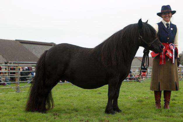 Overall horse champion was the Shetland