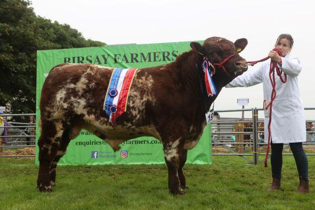 Supreme beef champion was the Beef Shorthorn champion from Laga Farm