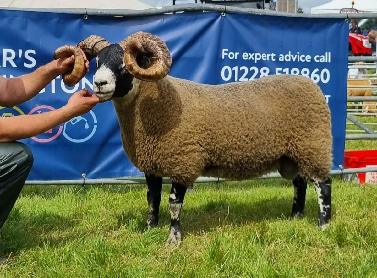 Blackface champion and reserve overall champion of champions from Balliemeanoch