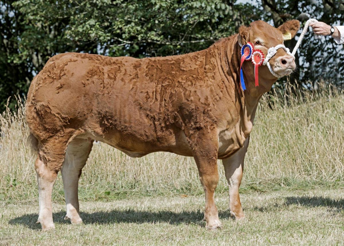 Grahams Ruby was inter-breed beef champion and overall champion of champions for Mary Cormack when brought out by Team Rettie