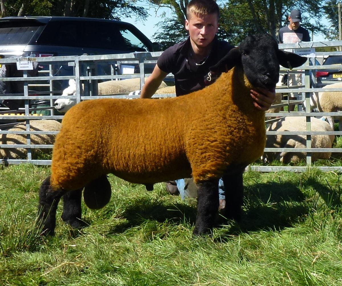 James Bignal had the Suffolk champion and reserve sheep with this ram lamb