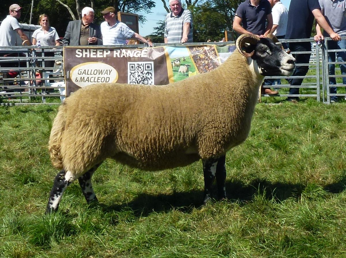 Taking the champions of champions and inter-breed sheep award was this Blackface gimmer from Kevin Wiggins