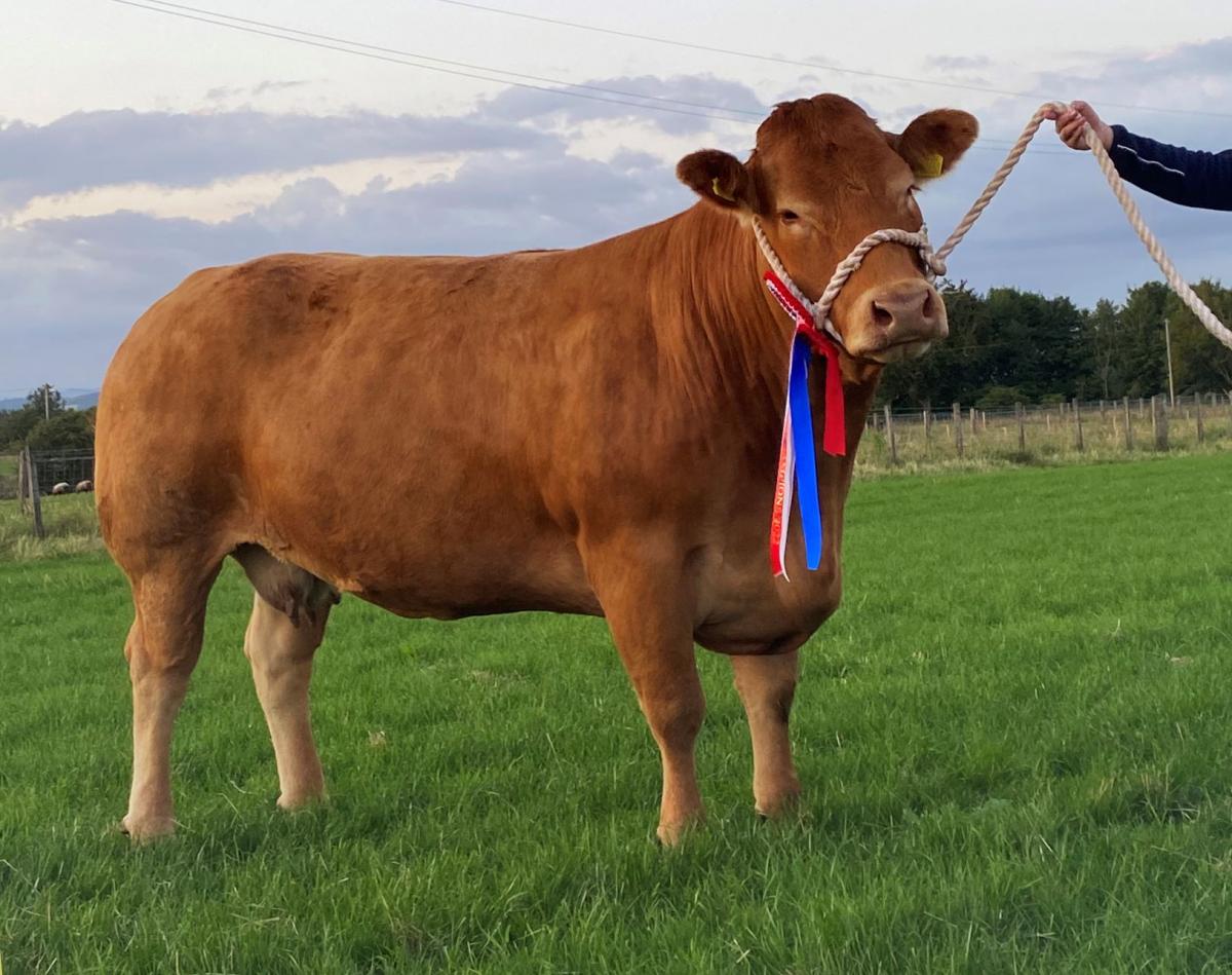 Clydeside Lulu was overall champion of champions for Archie Lindsay
