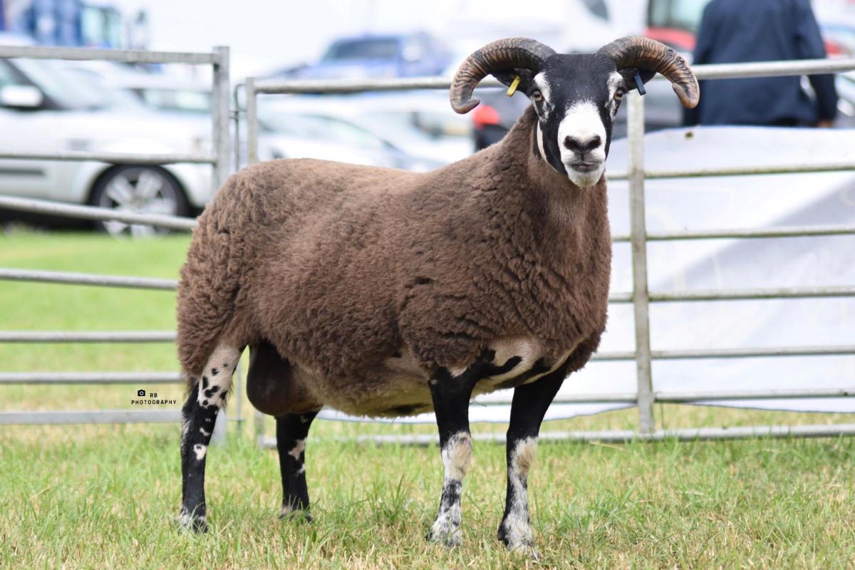 Reserve inter-breed sheep was the Blackface shown by Finlay Smith