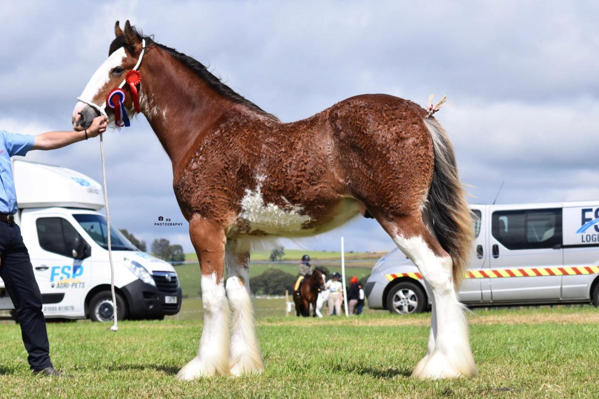 Tennant family's yearling colt was Clydesdale supreme