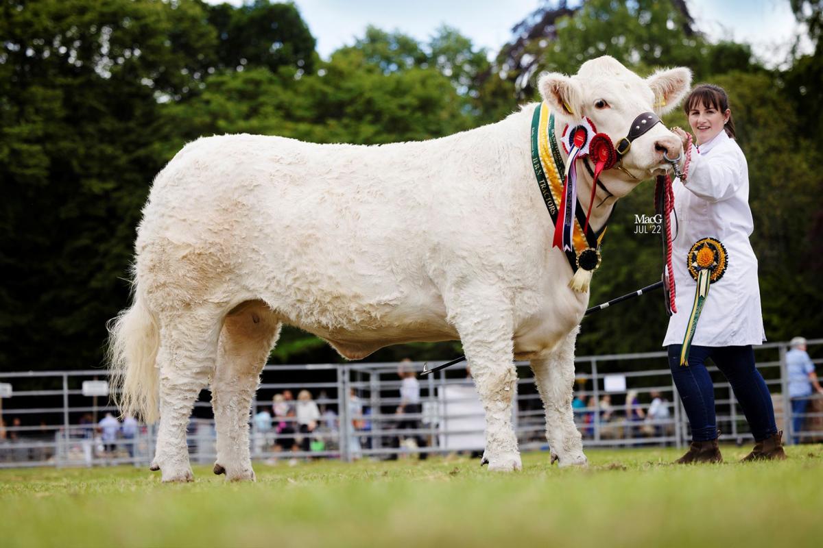 Inter-breed beef champion from Harestone