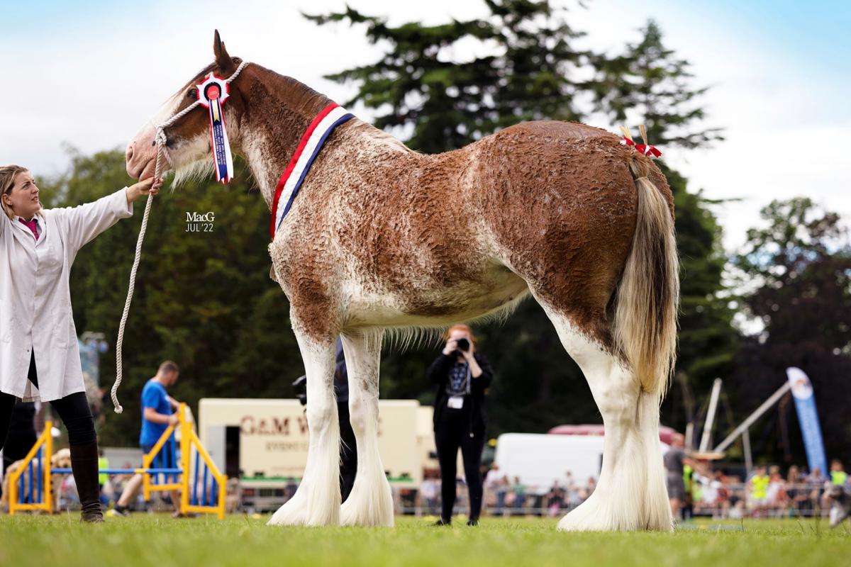 Tulloes Emily from Jim Greenhill was Clydesdale champion