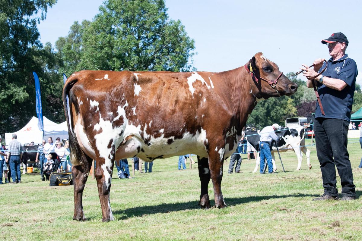 Ayrshire champion and overall dairy was from R and S McAlister Ref:RH100822035  Rob Haining / The Scottish Farmer...