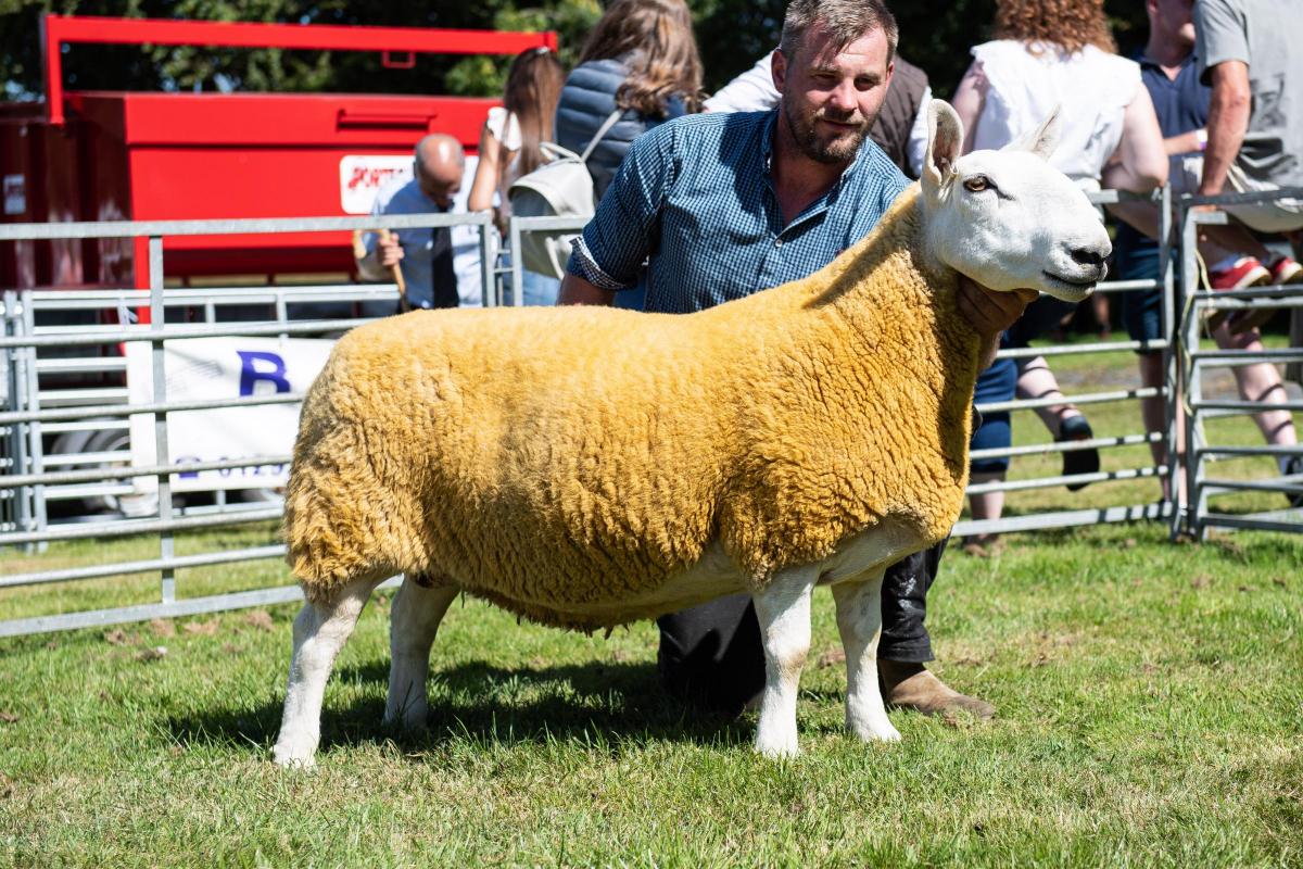 Sheep inter-breed winer was the AOB champion from the Future Livestock team,  Cammy Jackson and Rachel Hamiltion  Ref:RH100822029  Rob Haining / The Scottish Farmer...