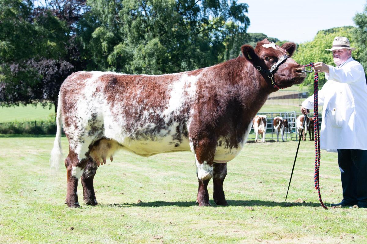 Show champion of champions  was the Shorthorn that stood Beef champion for Tom McMillan  Ref:RH100822033  Rob Haining / The Scottish Farmer...