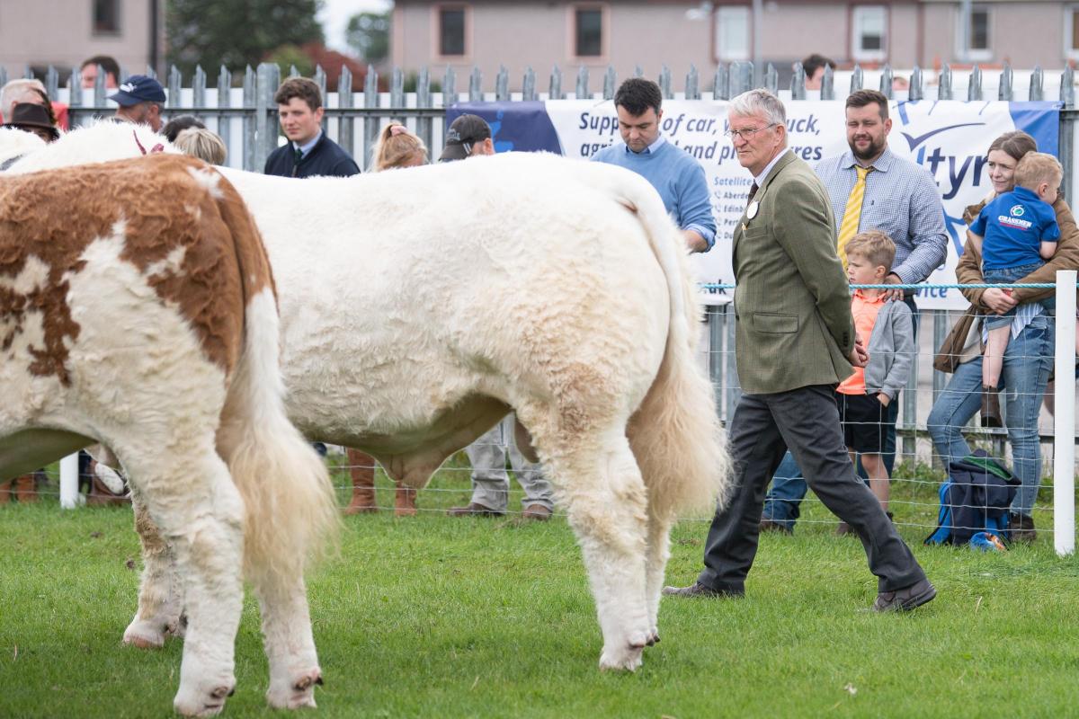 Andrew McConchie makes his final walk round before tapping out his inter-breed beef champion at Dumfries show Ref:RH060822080  Rob Haining / The Scottish Farmer...