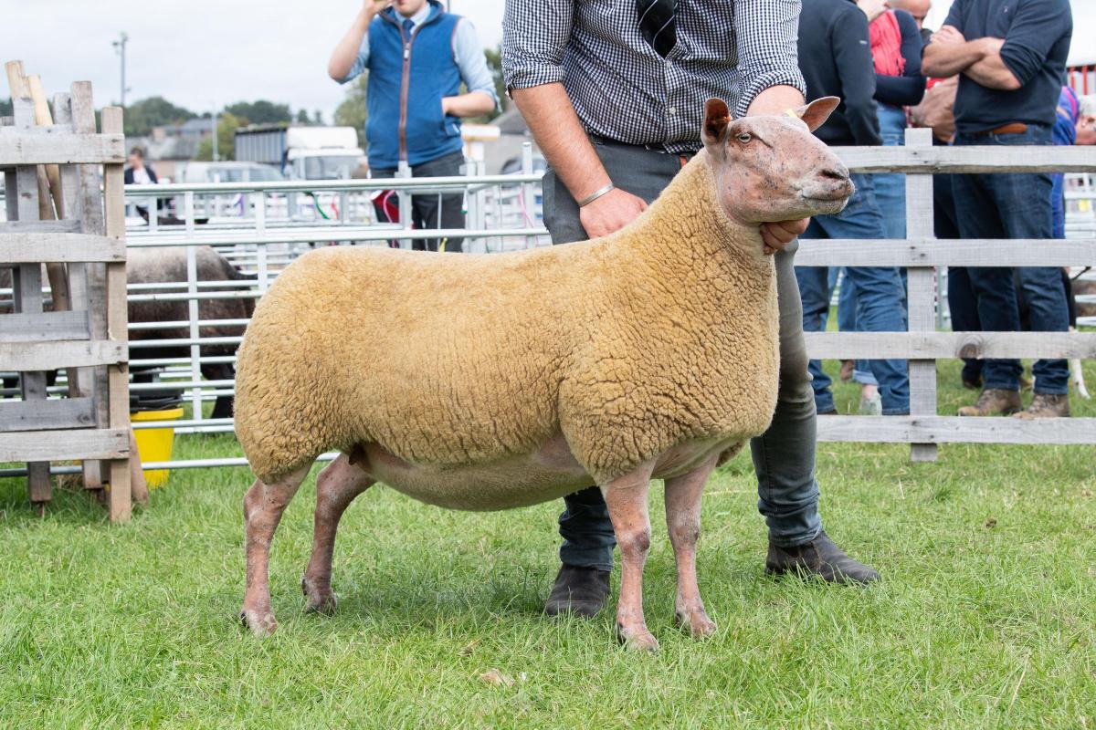 AOB continental champion and overall sheep champion was the Rouge from Ali Jackson Ref:RH060822089  Rob Haining / The Scottish Farmer...