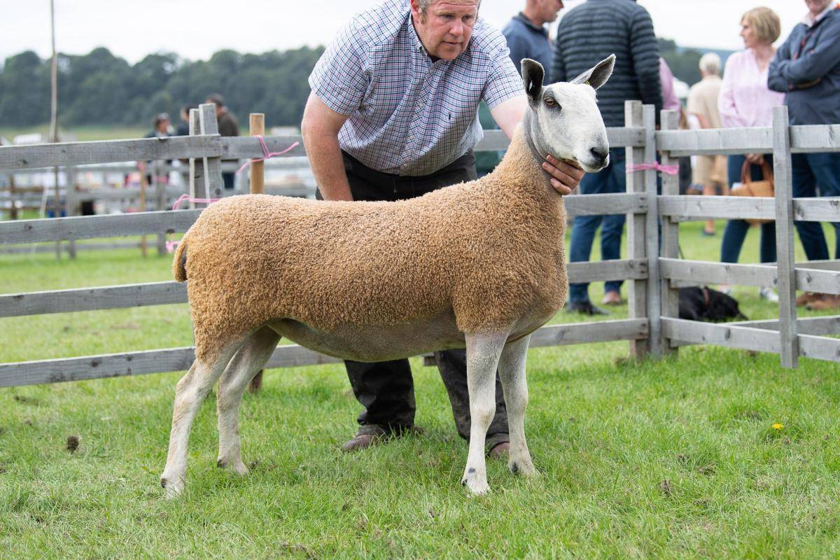 Blue Faced Leicester Traditional champion was from Kate Smith Ref:RH060822063  Rob Haining / The Scottish Farmer...
