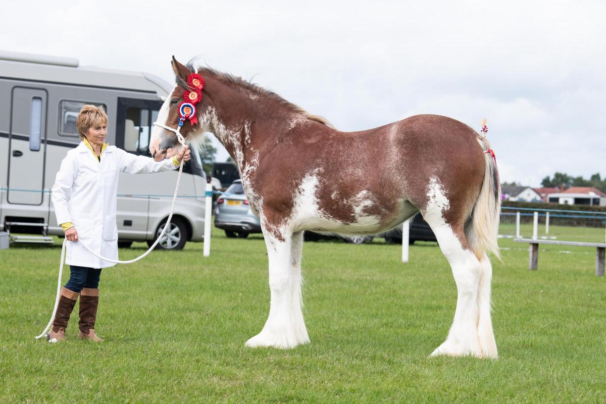 Clydesdale champion was from J McNay and E Blount Ref:RH060822093  Rob Haining / The Scottish Farmer...