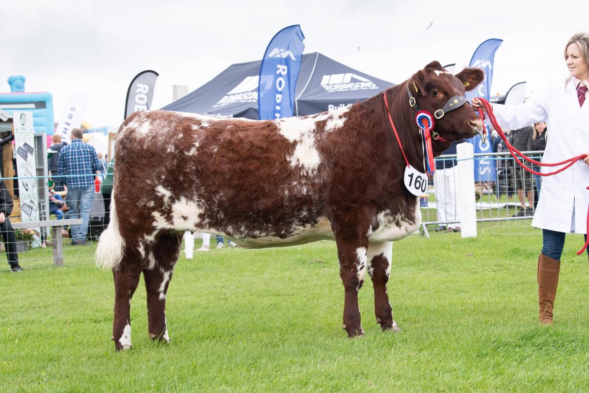 D and M Wylie topped the Shorthorn section Ref:RH060822084  Rob Haining / The Scottish Farmer...