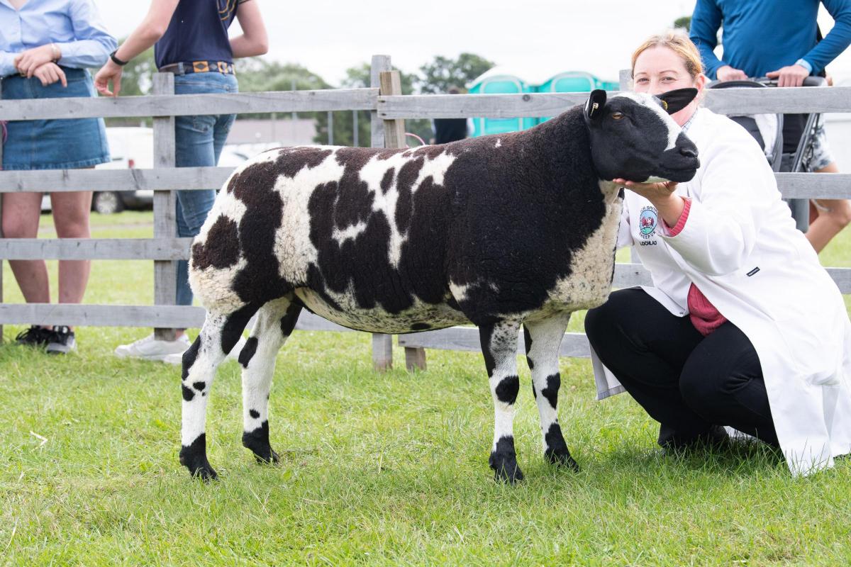 Dutch Spotted champion was from Pam Parker Ref:RH060822086  Rob Haining / The Scottish Farmer...