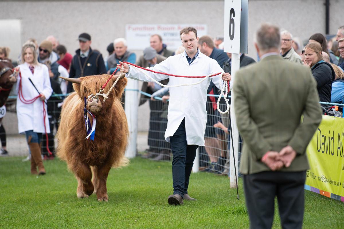 Grant Hyslop makes his way with his Highland cattle to Andrew McConchie who was judging the inter-breed beef championship  Ref:RH060822078  Rob Haining / The Scottish Farmer...