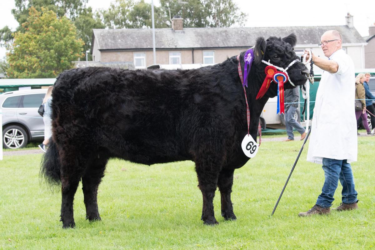 Inter-breed cattle champion was the Galloway from D and R Cornthwaite Ref:RH060822085  Rob Haining / The Scottish Farmer...