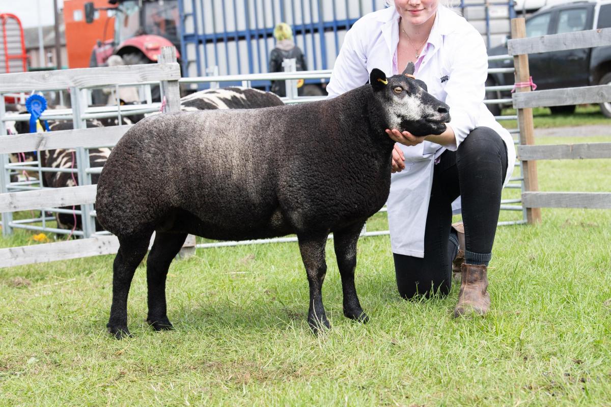 Reserve inter-breed sheep was the Blue Texel from R and S  Dodd  Ref:RH060822090  Rob Haining / The Scottish Farmer...