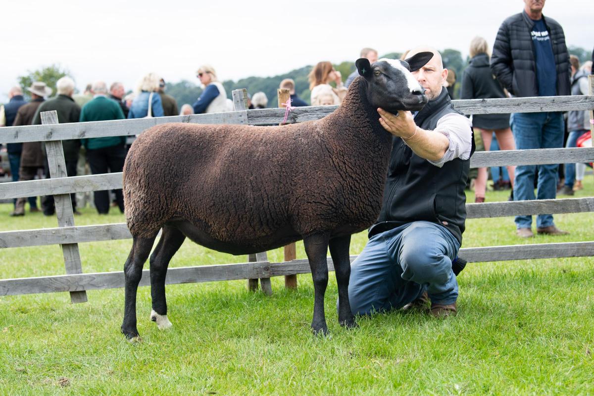 Zwartbles champion was the ewe from Colin Rae Ref:RH060822068  Rob Haining / The Scottish Farmer...
