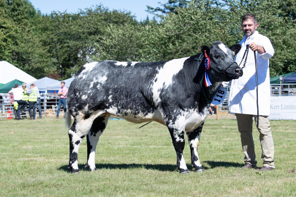 AOB champion was the British Blue from Coul Estate Ref:RH110822021  Rob Haining / The Scottish Farmer...