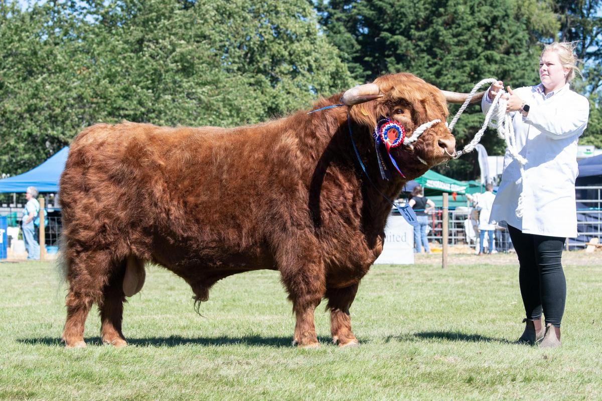 Highland champion was the bull from J and M McConachie Ref:RH110822023  Rob Haining / The Scottish Farmer...