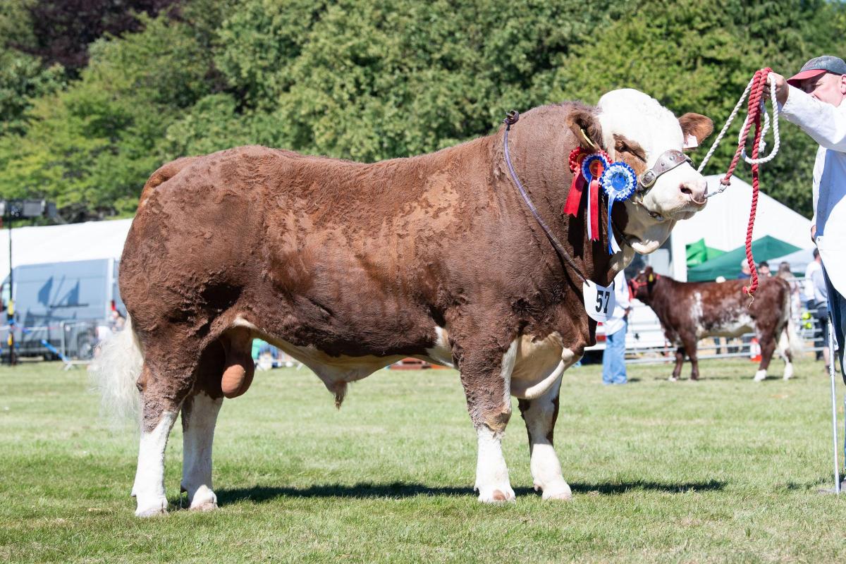 Inter-breed beef champion and show champion was the Simmental bull from Michael Durno Ref:RH110822025  Rob Haining / The Scottish Farmer...