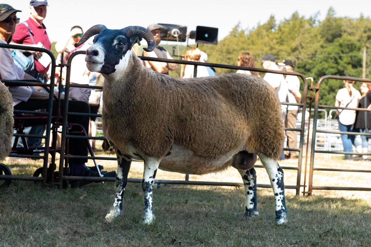 Inter-breed sheep was the Blackie from R and S Duncan Ref:RH110822007  Rob Haining / The Scottish Farmer...