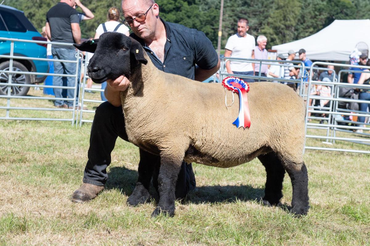 R and K Davidson took the top ticket in the Suffolk section Ref:RH110822015  Rob Haining / The Scottish Farmer...