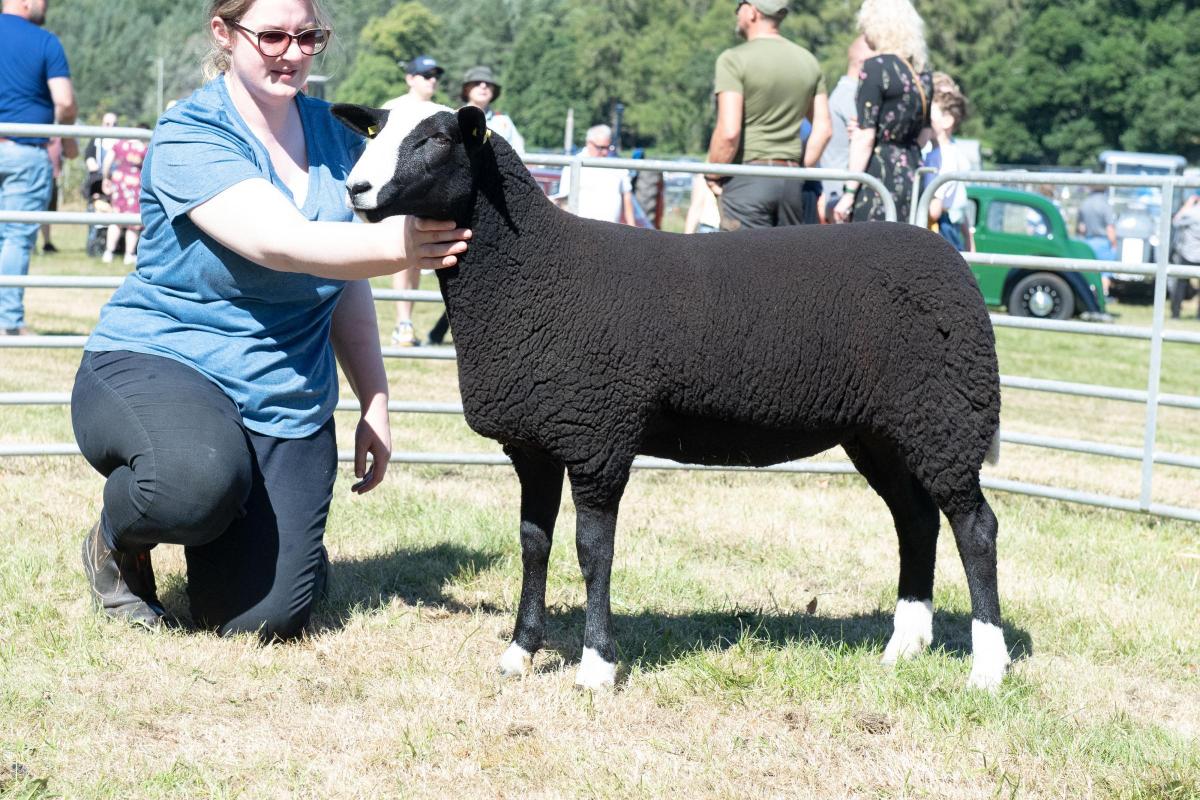 Sammy Stewart's ewe lamb stood Zwartbles champion Ref:RH110822020  Rob Haining / The Scottish Farmer...