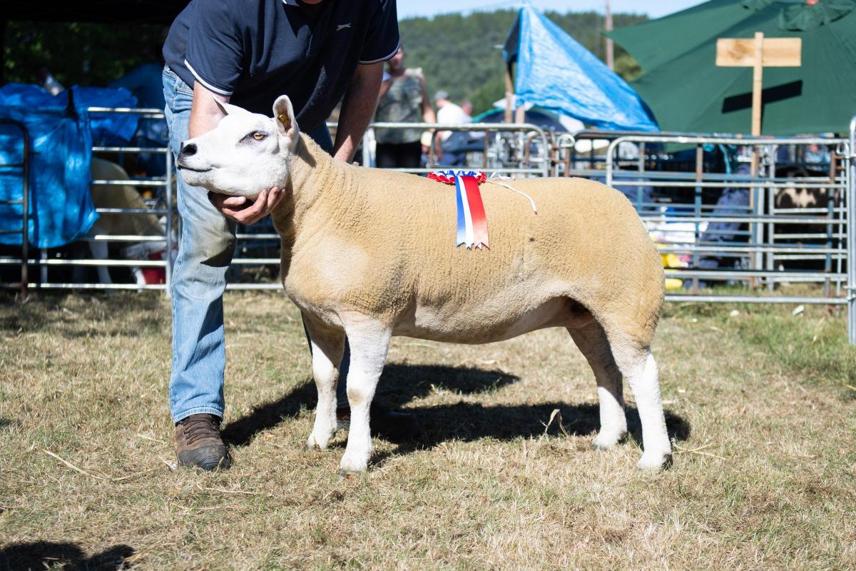 Texel champion was from Euan and Jackie Gunn Ref:RH110822012  Rob Haining / The Scottish Farmer...