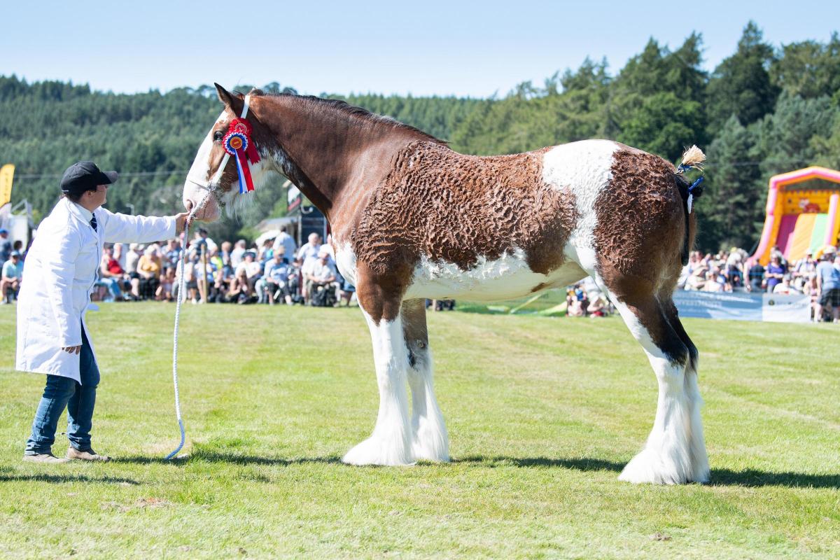 The Walkers Galcantray Georgina stood champion in the Clydesdales  Ref:RH110822033  Rob Haining / The Scottish Farmer...