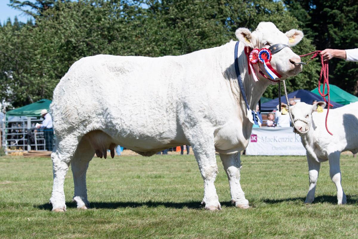 Topping the Charolais section was Lagavaich Lucy from Billy and Gary Wright Ref:RH110822024  Rob Haining / The Scottish Farmer...
