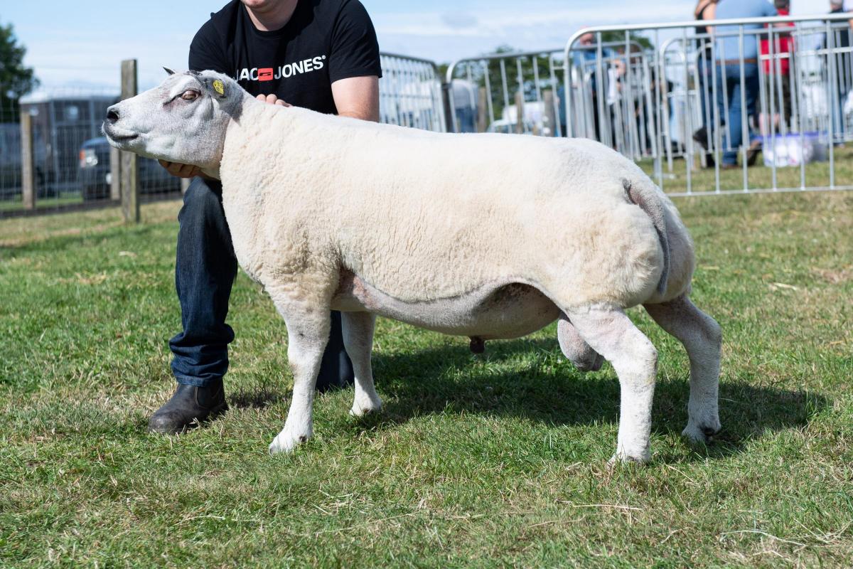 Beltex champion was the aged tup from Zoey Rennie Ref:RH080822022  Rob Haining / The Scottish Farmer...