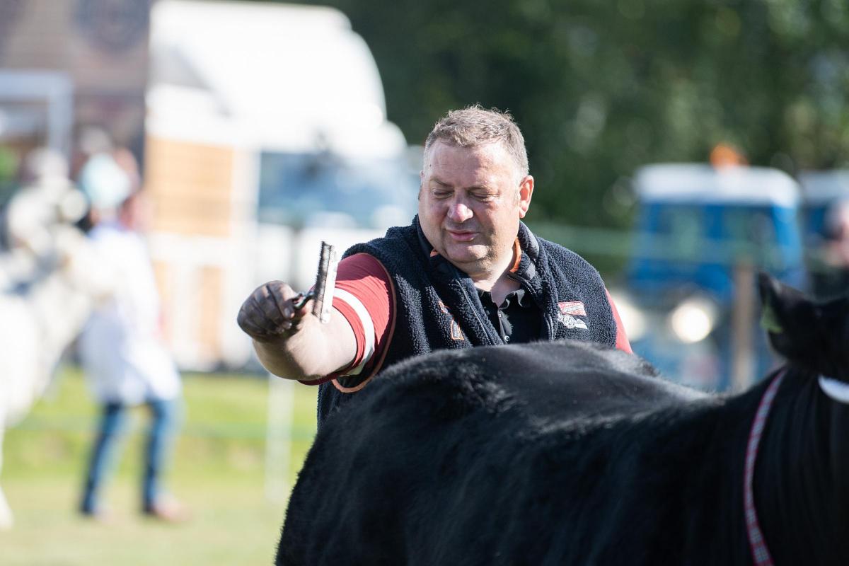 Blair Duffton has been brushing up cattle for that long, he can do it with his eyes shut Ref:RH080822016  Rob Haining / The Scottish Farmer...